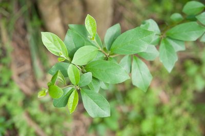 Maclura tricuspidata, photographed by Cheng-Tao Lin