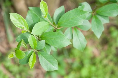 Maclura tricuspidata, photographed by Cheng-Tao Lin