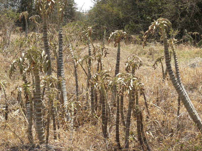 Kalanchoe prolifera, photographed by Doug Macaulay