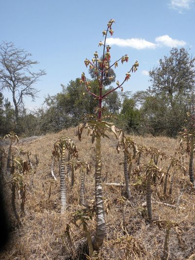 Kalanchoe prolifera, photographed by Doug Macaulay
