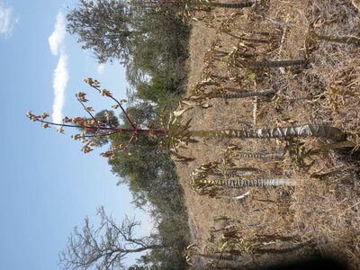 Kalanchoe prolifera, photographed by Doug Macaulay