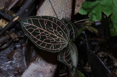 Anoectochilus reinwardtii, photographed by Franz Anthony