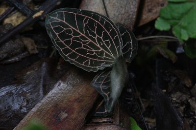Anoectochilus reinwardtii, photographed by Franz Anthony