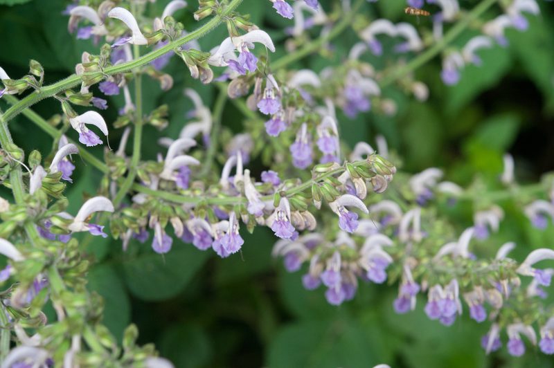 Salvia bowleyana, photographed by Cheng-Tao Lin
