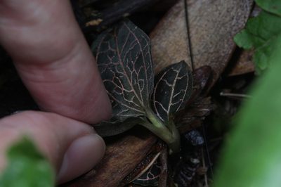 Anoectochilus reinwardtii, photographed by Franz Anthony