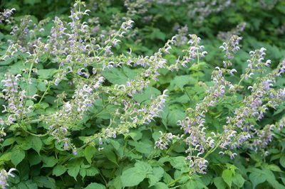Salvia bowleyana, photographed by Cheng-Tao Lin