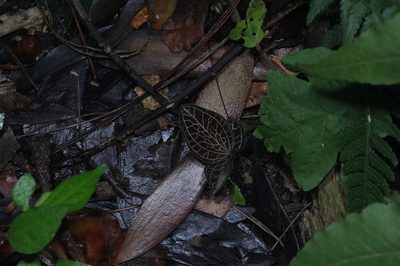 Anoectochilus reinwardtii, photographed by Franz Anthony