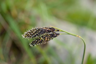 Carex atrata, photographed by Cheng-Tao Lin