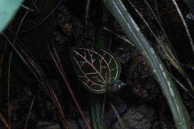 Anoectochilus reinwardtii, photographed by Franz Anthony