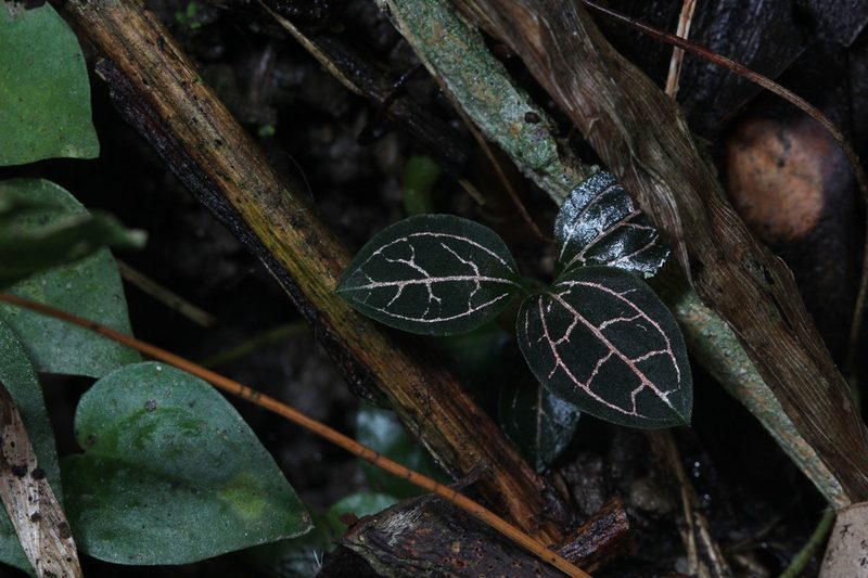 Anoectochilus reinwardtii, photographed by Franz Anthony
