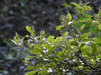 Cryptocarya concinna, photographed by Jacy Chen
