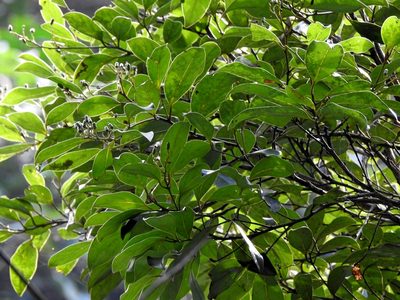 Cryptocarya concinna, photographed by Jacy Chen