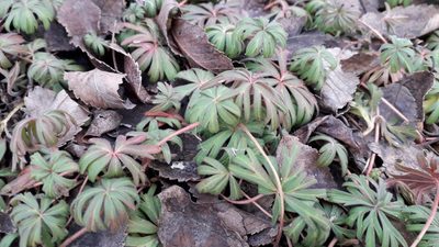 Geranium linearilobum, photographed by Алина Урусова