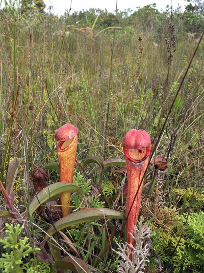 Nepenthes bokorensis, photographed by Oleg Kosterin