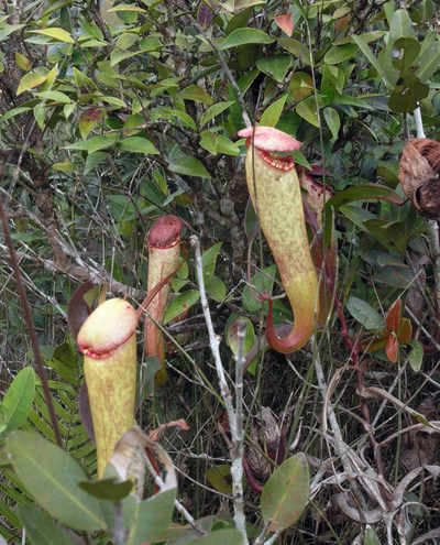 Nepenthes bokorensis, photographed by Oleg Kosterin