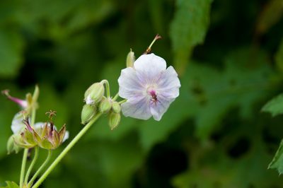 Geranium platyanthum, photographed by Cheng-Tao Lin