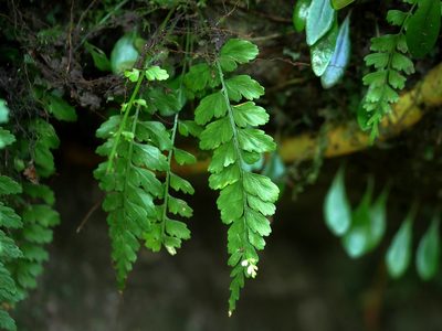 Asplenium cuneatiforme, photographed by Jacy Chen