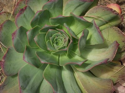 Aeonium hierrense, photographed by Ina Siebert