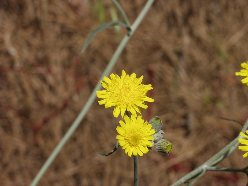 Tolpis lagopoda, photographed by Ina Siebert