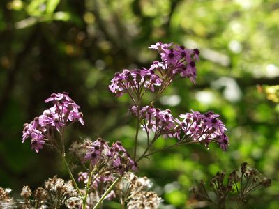 Pericallis papyracea, photographed by Ina Siebert