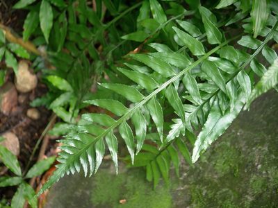 Asplenium wrightii, photographed by Jacy Chen