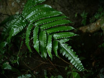 Bolbitis subcordata, photographed by Jacy Chen