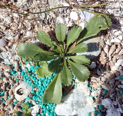 Lepidium rekohuense, photographed by Peter de Lange