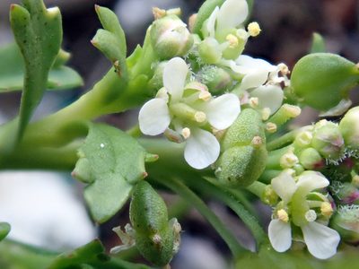 Lepidium rekohuense, photographed by Peter de Lange