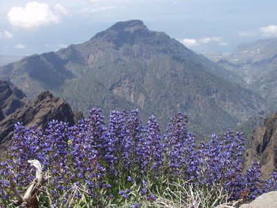 Echium thyrsiflorum, photographed by Ina Siebert