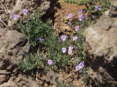 Viola palmensis, photographed by Ina Siebert