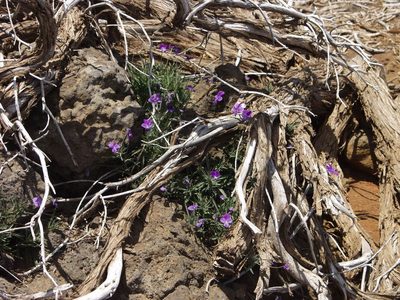 Viola palmensis, photographed by Ina Siebert