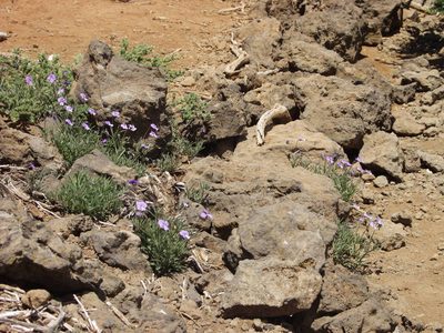 Viola palmensis, photographed by Ina Siebert