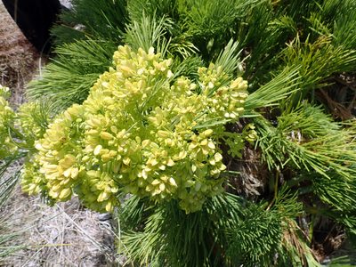 Aciphylla dieffenbachii, photographed by Peter de Lange