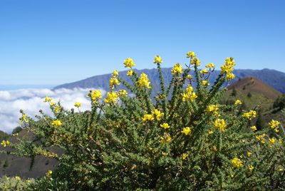Adenocarpus foliolosus, photographed by Ina Siebert