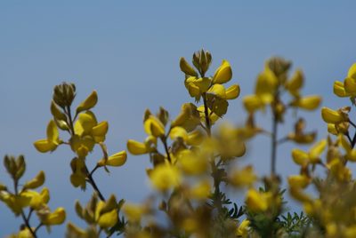 Adenocarpus foliolosus, photographed by Ina Siebert