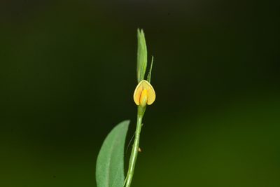 Zornia gibbosa, photographed by S.MORE