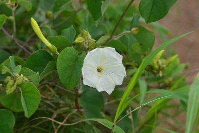 Rivea hypocrateriformis, photographed by S.MORE