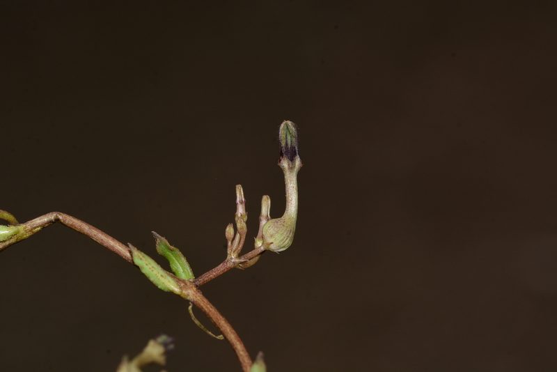 Ceropegia bulbosa, photographed by S.MORE