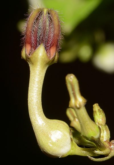 Ceropegia bulbosa, photographed by S.MORE