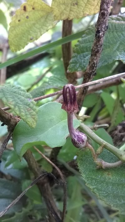 Ceropegia bulbosa, photographed by S.MORE
