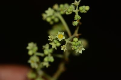Ziziphus rugosa, photographed by S.MORE