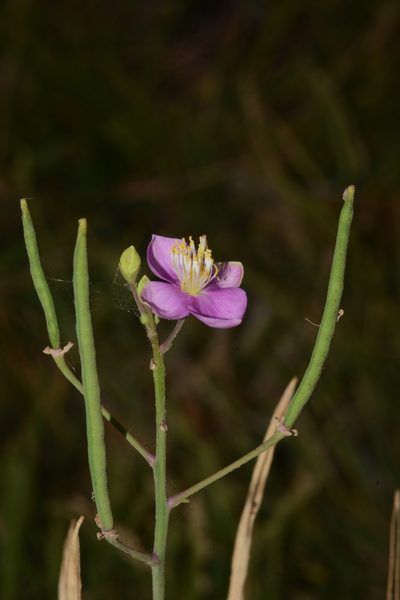 Cleome chelidonii, photographed by S.MORE