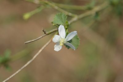 Hibiscus micranthus, photographed by S.MORE