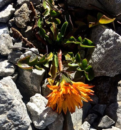 Taraxacum pacheri, photographed by Karsten Rohweder