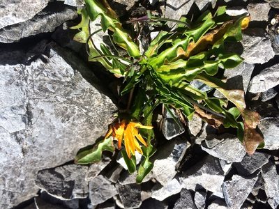 Taraxacum pacheri, photographed by Karsten Rohweder
