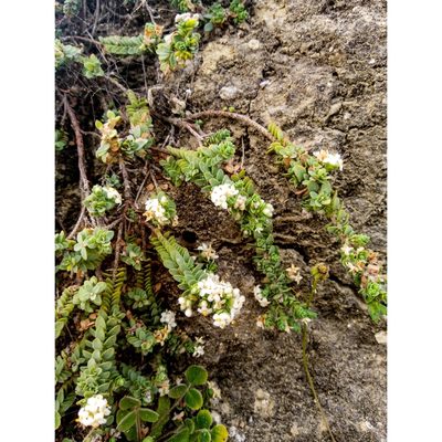 Pimelea urvilleana, photographed by Courtney Tregurtha-Nairn