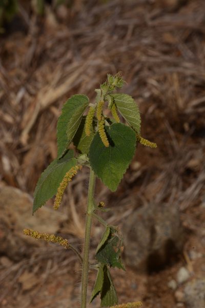 Acalypha capitata, photographed by S.MORE