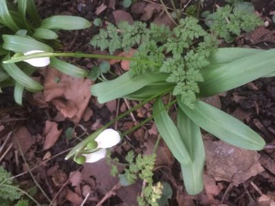 Galanthus woronowii, photographed by Andre Hosper