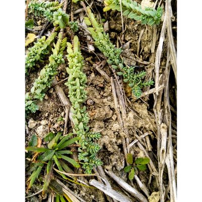 Pimelea urvilleana, photographed by Courtney Tregurtha-Nairn