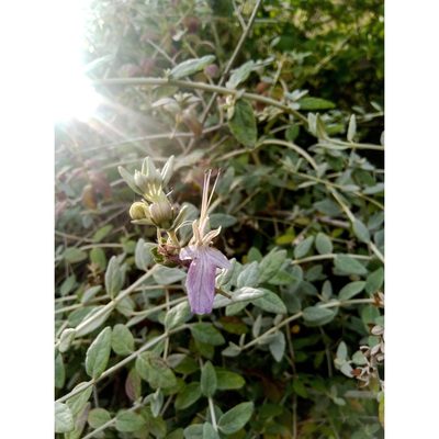 Teucrium fruticans, photographed by Courtney Tregurtha-Nairn
